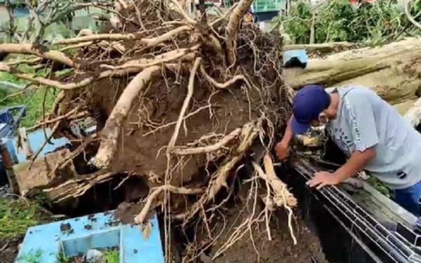 Kota Pematangsiantar Diterjang Puting Beliung, Kuburan Terbongkar hingga Pohon Tumbang