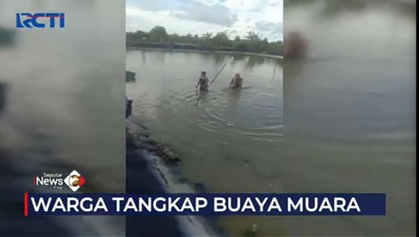 Video Penangkapan Buaya Muara Berlangsung Dramatis Menggunakan Alat Seadanya
