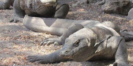Tarif Baru Pulau Komodo Rp3,75 Juta Resmi Berlaku 1 Januari 2023