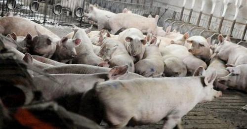 Kenaikan Harga Daging Babi Sebabkan Inflasi China Meroket