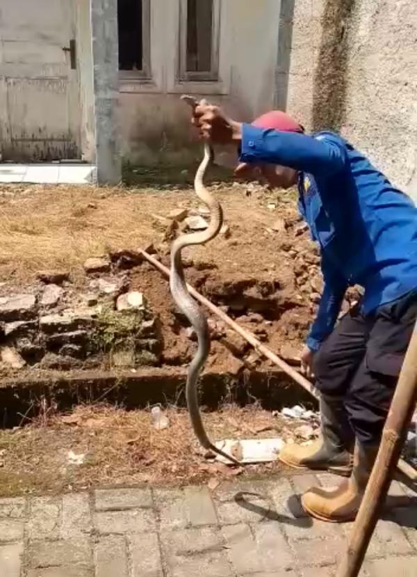Ular Kobra yang Meresahkan Warga Berhasil Ditangkap Damkar Lebak