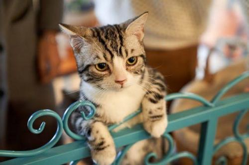7 Daftar Kucing kampung yang Paling Bersahabat untuk Dipelihara, Nomor 1 Bulu Hitam