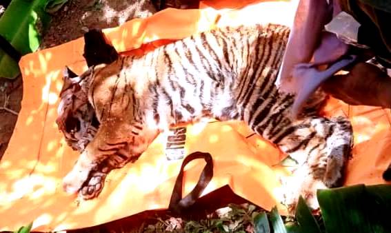 BKSDA Selamatkan Harimau Betina yang Terkena Jerat Hama Babi di Gayo Lues