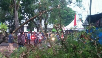 Pohon Tua Belasan Meter di Jalur Dieng Wonosobo Tumbang, Tiga Pengendara Motor Tertimpa