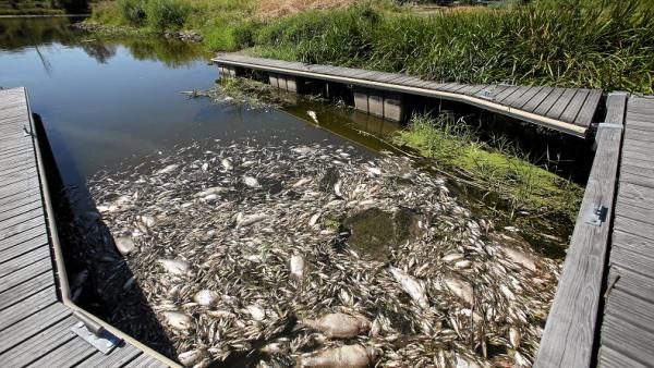 Astaga! Ribuan Ikan di Sungai Mati secara Misterius, Pemerintah 2 Negara Kerja Sama Cari Penyebab