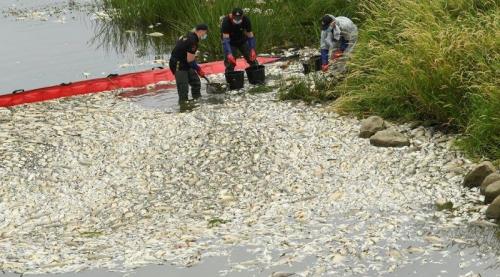 Viral Ribuan Ikan Mati Misterius di Sungai ini!