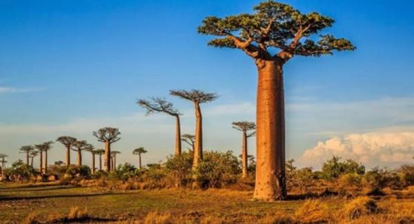 4 Fakta Menarik Baobab, Pohon Purba Ajaib dan Terbesar