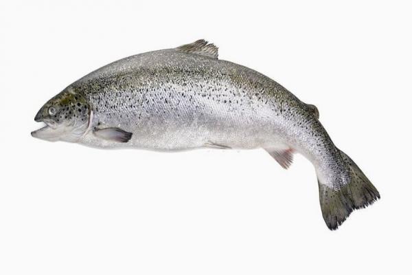 6 Ikan yang Bisa Menurunkan Kolesterol Jahat, Wajib Ada di Rumah