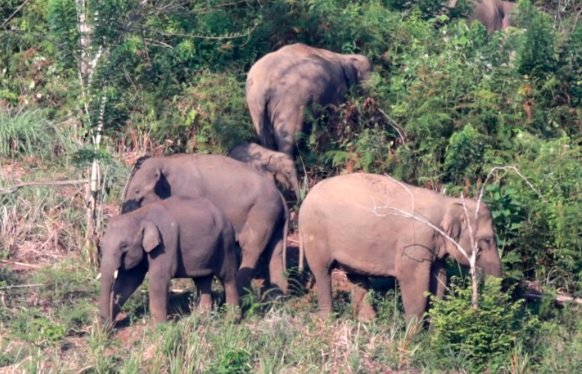 Gajah Liar Ngamuk, Rusak Tanaman Kebun Warga di 3 Desa