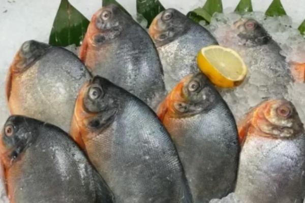 Mengandung Kolesterol Jahat, 5 Jenis Ikan Tidak Disarankan Dikonsumsi Setiap Hari