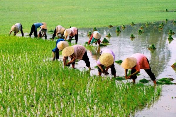 Sektor Pertanian Berperan hingga 12,98% pada Pertumbuhan Ekonomi Indonesia Kuartal II-2022