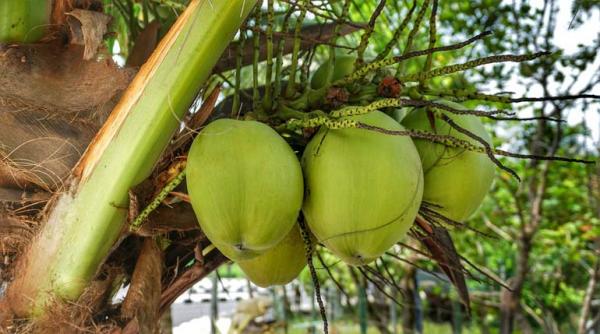 5 Buah yang Mengandung Zat Besi Apa Saja? Ini Daftarnya