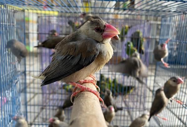 Sindikat Perdagangan 4.228 Ekor Burung Ilegal Asal Kalimantan Dirungkus