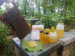 Pahami Cara Mudah Budidaya Lebah Madu di Rumah Cocok Untuk Pemula