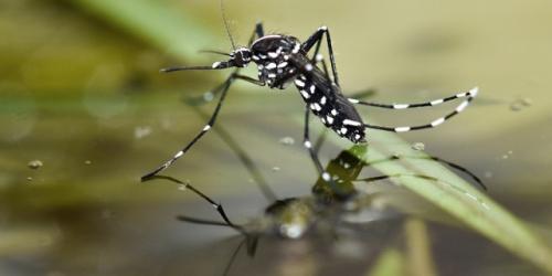 Deretan Hewan Paling Berbahaya di Dunia, Ada Nyamuk hingga Hiu Banteng