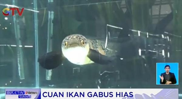 Cari Cuan Dari Ikan gabus