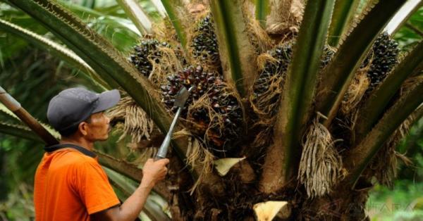 Memulai Bisnis kelapa Sawit yang Benar Agar Berhasil