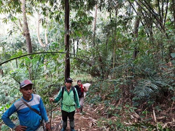 Cari Kayu Bakar di Hutan, Pelajar SMP di Brebes Hilang