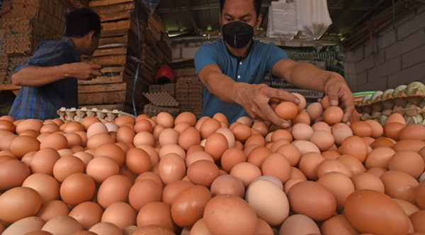 Terus Melambung! Ini Daftar Harga Telur di 34 Provinsi Hari Ini, Termahal di Papua Rp39.650/Kg