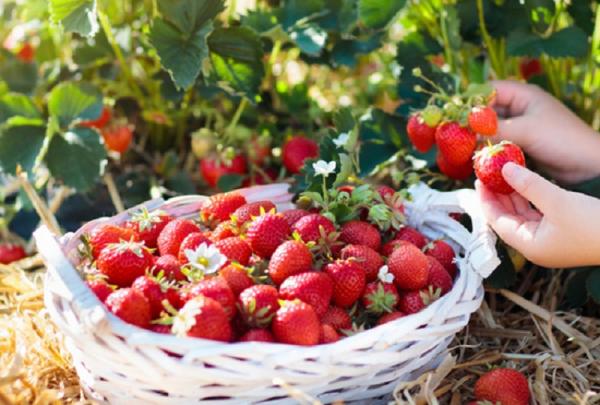 Ingin Menghasilkan Strawberry Melimpah? Begini Cara Merawat Strawberry