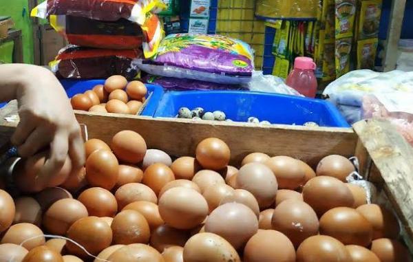 Harga Telur Ayam Menggila di  Sejumlah Daerah, Paling Tinggi Di mana?