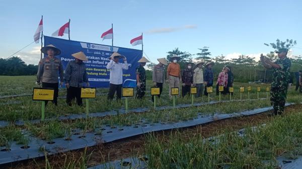 Panen Bawang Merah, Babel Tekan Angka Inflasi dari Komoditas Pangan