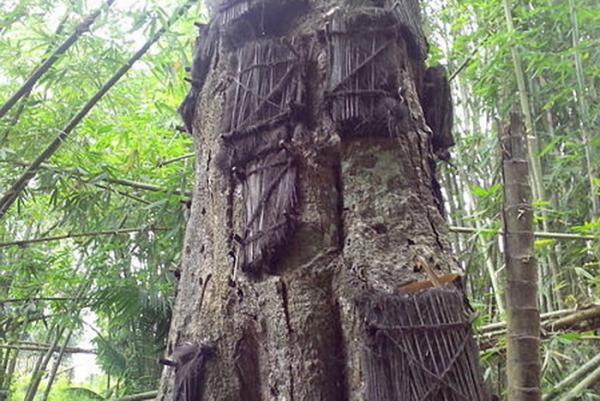 Pohon Kuburan Bayi, Wisata Angker di Toraja yang Banyak Dikunjungi Turis