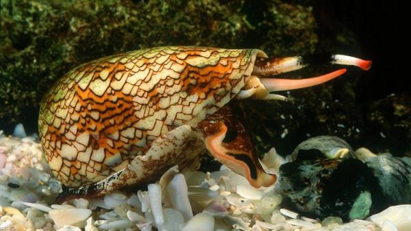 Mengenal Siput Kerucut, Hewan kecil yang Paling Berbahaya