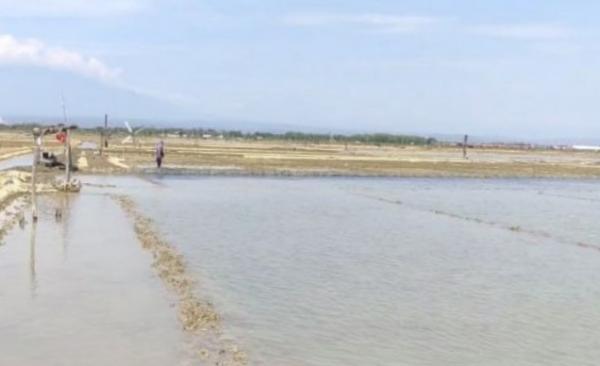 Banjir Rob Hancurkan Panen Petani Garam di Pantura Cirebon
