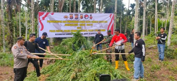Nilainya Rp45 Miliar Ladang Ganja Dimusnahkan di Aceh Utara