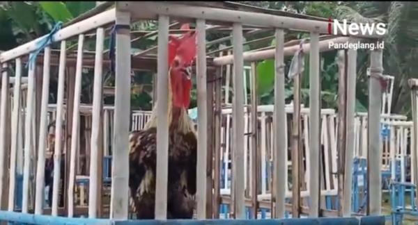 Ratusan Peserta Mengikuti Kontes Suara Ayam Pelung