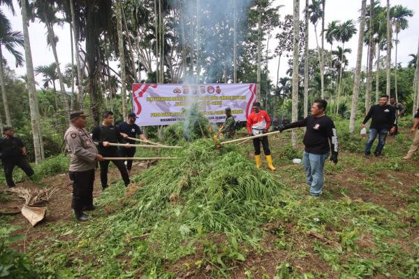 Kejar Tersangka Hingga ke Ujung Sumatera, Polres Serang Temukan 3 Hektar Ladang Ganja