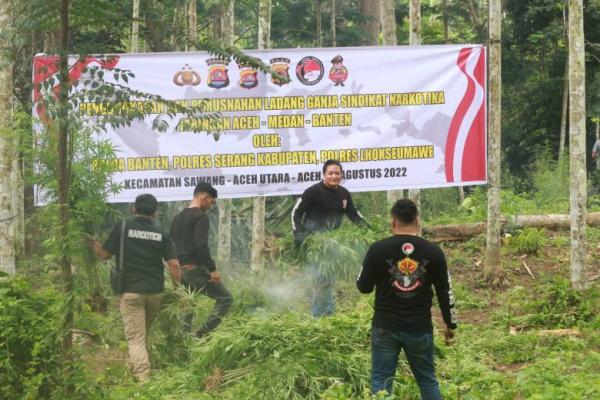Buru Ganja Hingga Aceh Utara, Polda Banten dan Polres Serang Kabupaten Bakar 3 Hektare Ladang Ganja