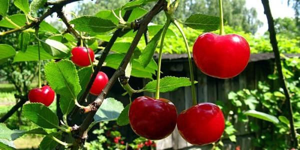 Cara Mudah Budidaya Pohon Cherry di Indonesia Agar Cepat Berbuah