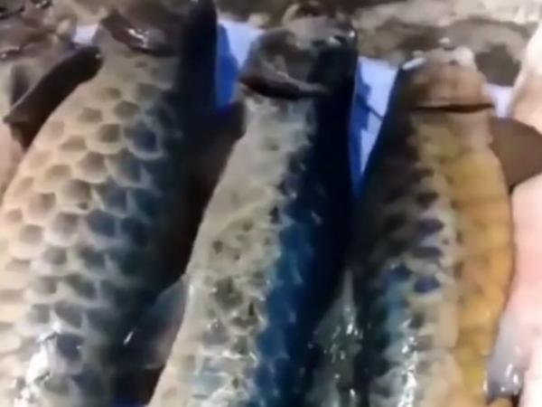 Kuningan Gempar! Ikan Dewa Mati Mendadak Secara Massal, Dikubur di Bungkus Pakai Kain Kafan