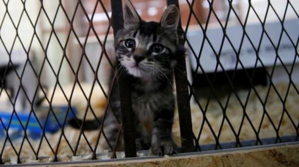 Polisi Selamatkan 150 Kucing yang Hendak Dibantai untuk Santapan Manusia