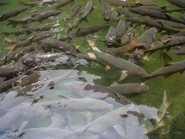 Diduga Keracunan Makanan, Jadi Penyebab Kematian Puluhan Ikan Dewa Cibulan Kuningan
