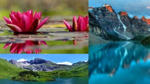 Tes IQ Matematika: Jika 48 Hari Bunga Lili Menutup Danau,  Separuhnya Butuh Berapa Hari?
