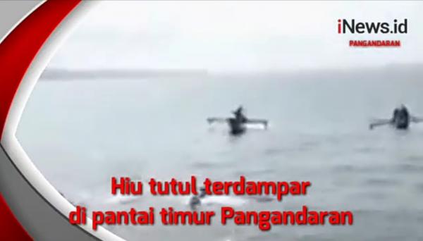 VIDEO Viral Hiu Tutul Terdampar di Pantai Pangandaran