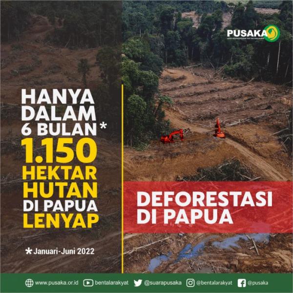 Konflik Dan Penggundulan Hutan Meningkat Di Papua, LSM Lingkungan Tagih Janji Jokowi
