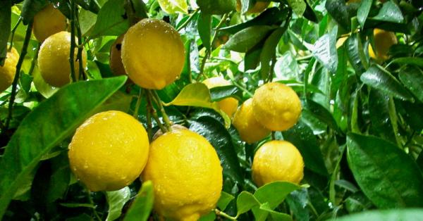 Tips Mudah Menanam Lemon dari Biji Agar Berbuah Lebat
