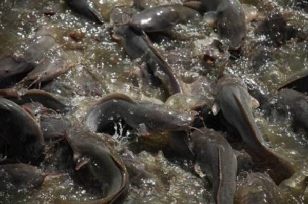 Bagaimana Hukum Mengonsumsi Ikan Lele yang Diberi Pakan Kotoran? Simak Penjelasannya