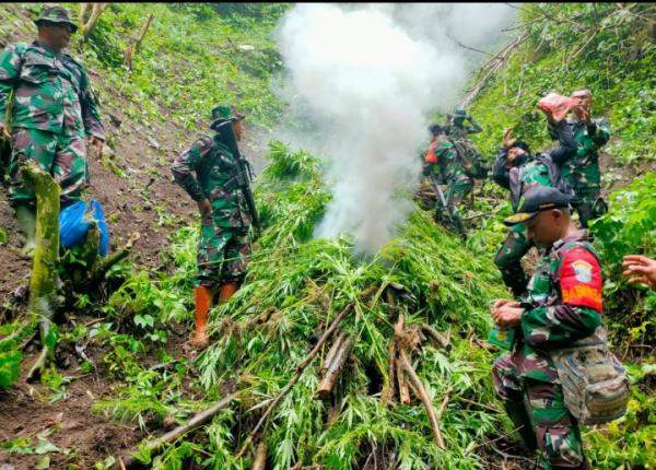 Cari Pohon Aren Warga di Pidie Malah Temukan Dua Hektar Ladang Ganja, Akhirnya di Musnahkan TNI