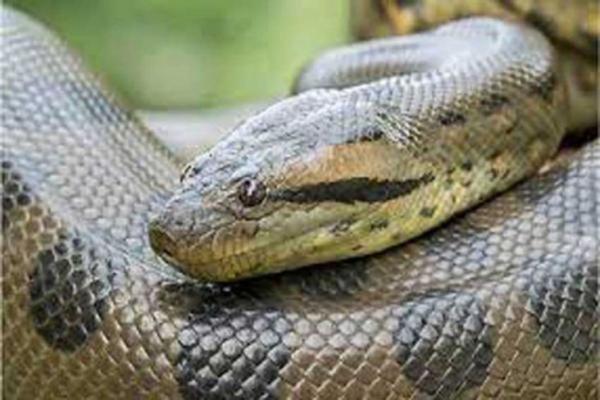 4 Jenis Ular Anaconda Terbesar di Dunia, Nomor 1 Green Anaconda