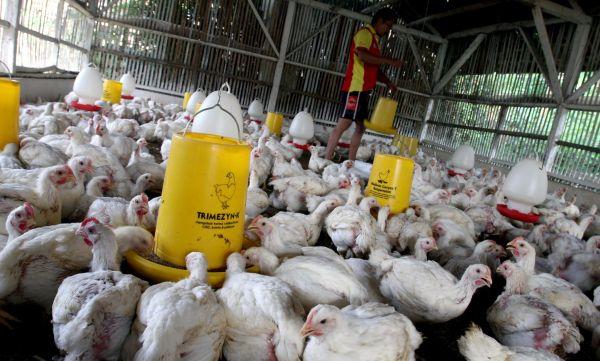 Begini Cara Memulai Bisnis Ternak Ayam Broiler Bisa Berhasil