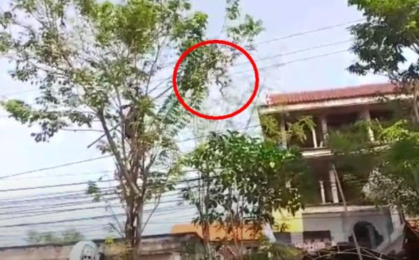 Waduh! Ular Piton Ini Gelantungan di Pohon Angsana Bikin Macet Jalan Raya di Bangkalan