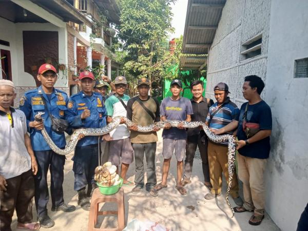 Ngeri, Ular Sepanjang 5 Meter Sering Makan Ternak di Tirtamulya, Ditangkap Damkar