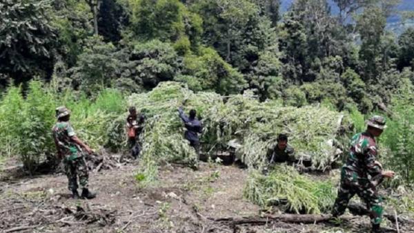 Sebanyak 10.000 Tanaman Ganja di Perbukitan Kabupaten Gayo Lues Aceh, Berhasil Dimusnahkan TNI