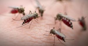3 Warga di Sumba NTT Meninggal Dunia, Penyebabnya Demam Berdarah Dengue