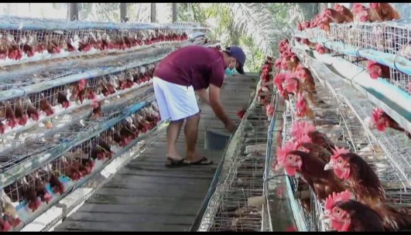 Harga Pakan Naik, Sejumlah Pembudidaya Ayam Petelur Terpaksa Off
